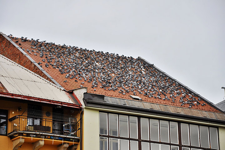 A2B Pest Control are able to install spikes to deter birds from roofs in Westbourne. 