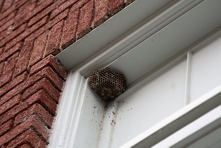 We provide a wasp nest removal service for domestic and commercial properties in Westbourne.